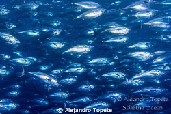 Thousands Little Tunny, Isla Darwin Galapagos
 by Alejandro Topete 